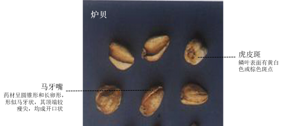 川贝母鉴别 川贝母鉴别