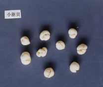 川贝母鉴别 川贝母鉴别