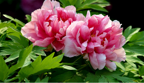 唯有牡丹真国色,花开时节动京城 唯有牡丹真国色,花开时节动京城