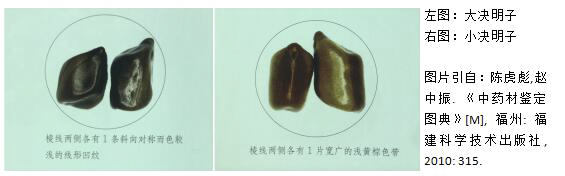 决明子知多少 决明子知多少
