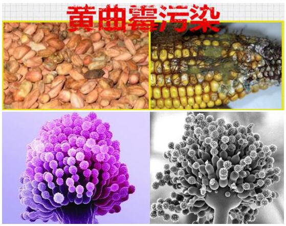 说说黄曲霉毒素的那些事 说说黄曲霉毒素的那些事