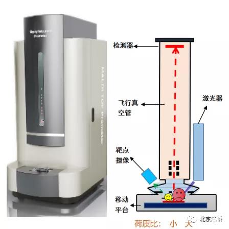 食品檢測中常見的微生物鑒定方法 食品檢測中常見的微生物鑒定方法