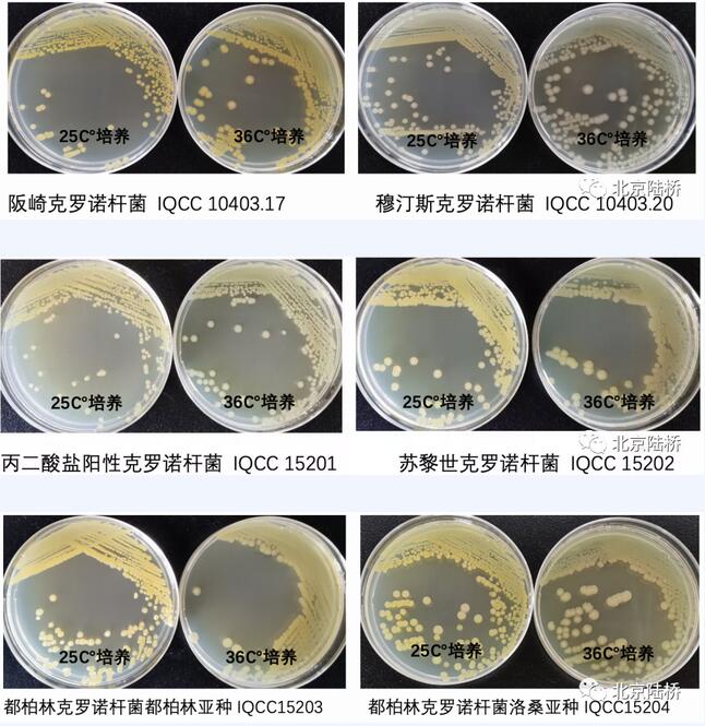 克羅諾桿菌屬檢測之黃色素