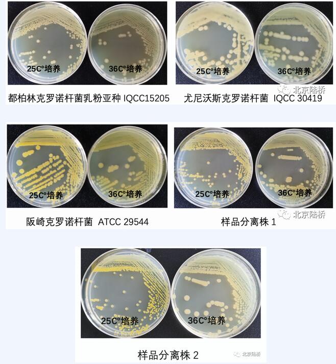 克羅諾桿菌屬檢測之黃色素