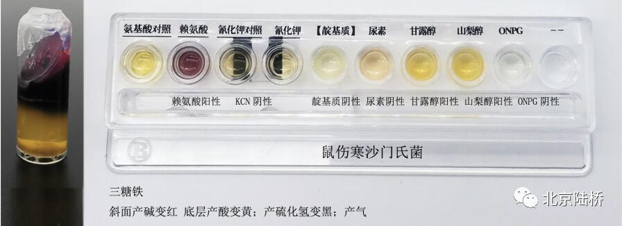 沙門氏菌屬傳統(tǒng)生化鑒定要點解析 沙門氏菌屬傳統(tǒng)生化鑒定要點解析