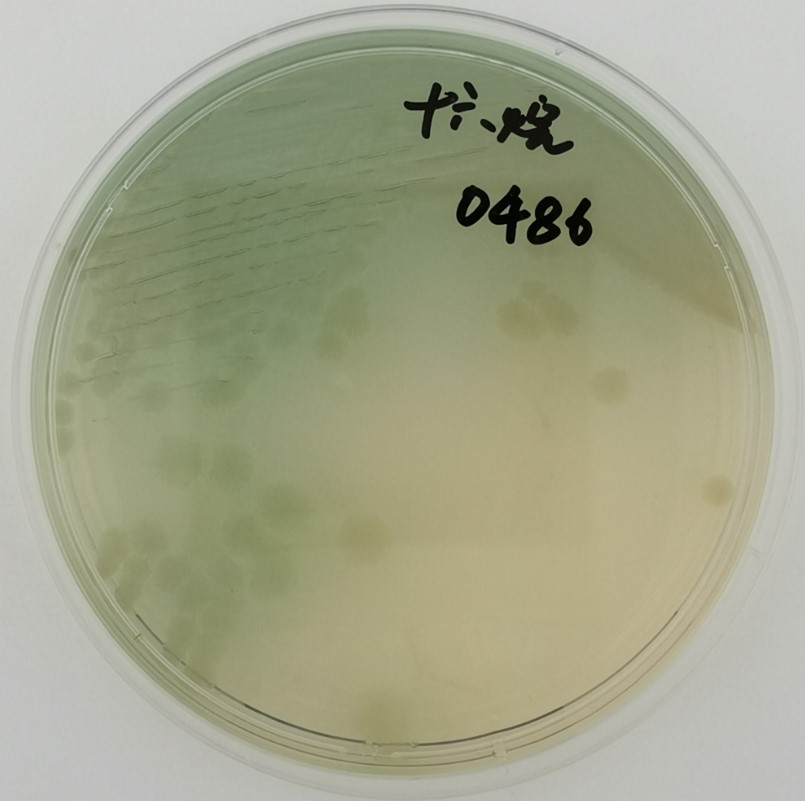一次性衛(wèi)生用品之綠膿桿菌檢測 一次性衛(wèi)生用品之綠膿桿菌檢測