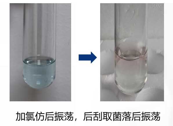 一次性衛(wèi)生用品之綠膿桿菌檢測 一次性衛(wèi)生用品之綠膿桿菌檢測