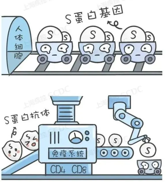 只需一针的疫苗来了!接种年龄未设上限 只需一针的疫苗来了!接种年龄未设上限