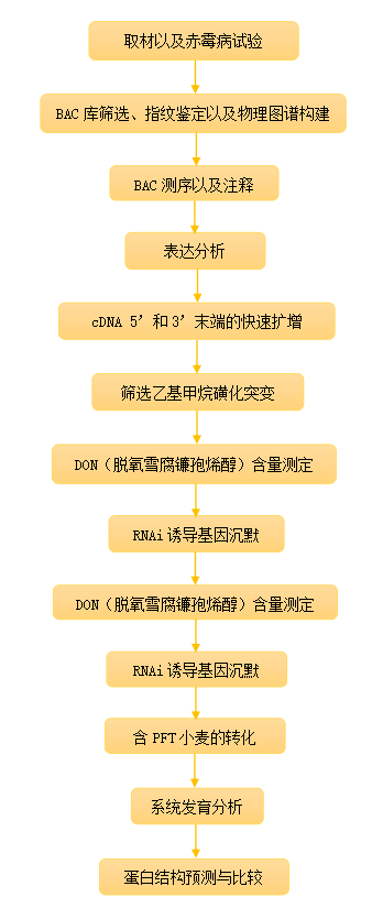 小麦抗赤霉病基因Fhb1基因，编码带有凝集素结构域以及类毒素成孔结构域的嵌合凝集素