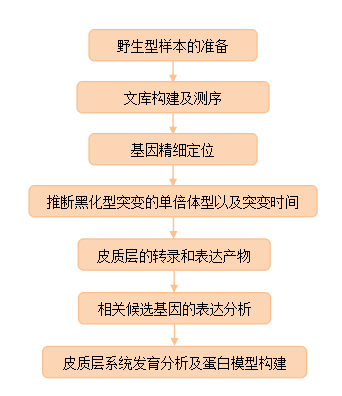 英国胡椒蛾的工业黑化突变是由转座因子所致
