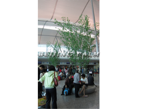 重庆江北机场装饰植物工程