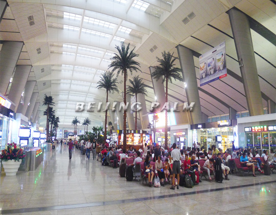 Our company completed the Beijing South Railway Station landscape simulation plant decoration works. Our company completed the Beijing South Railway Station landscape simulation plant decoration works.
