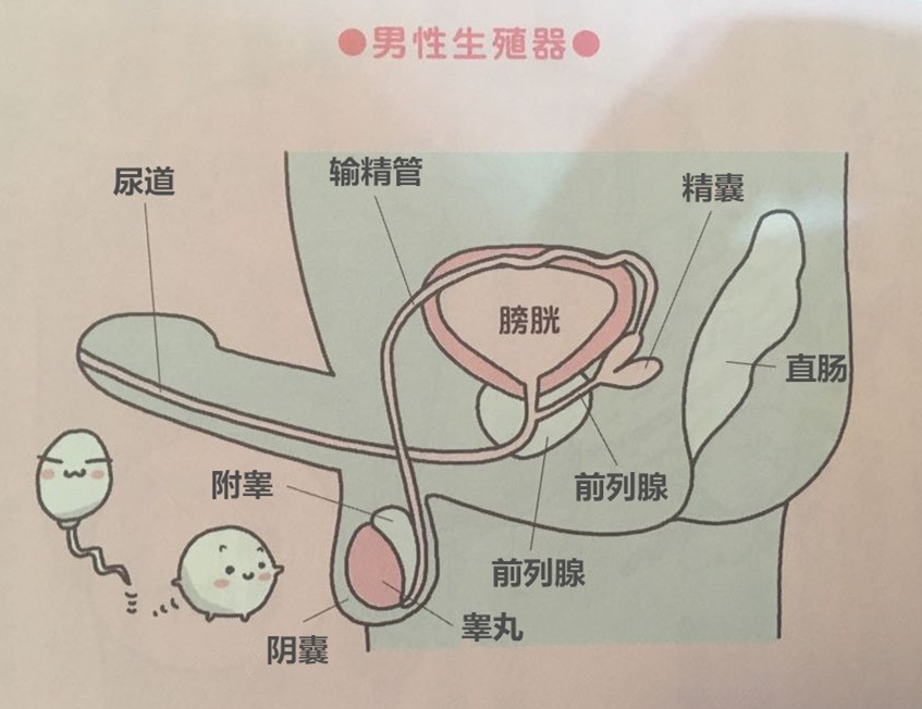 你真的了解自己的身体吗——男性篇 你真的了解自己的身体吗——男性篇