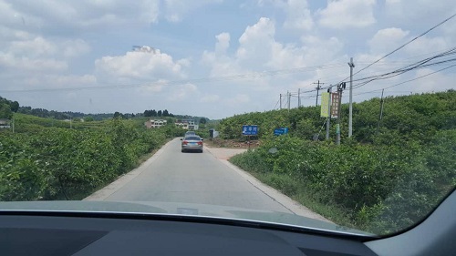 苕乡变柠都 苕乡变柠都
