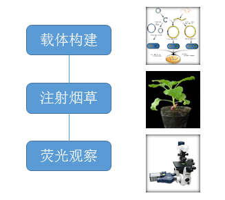 亚细胞定位载体构建和亚细胞定位服务