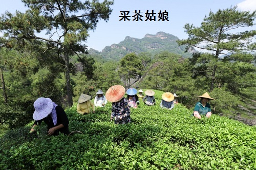 武夷红茶的前世今生(一) 武夷红茶的前世今生(一)