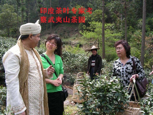 武夷红茶的前世今生(四) 武夷红茶的前世今生(四)