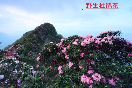 光雾山——天下红叶第一山 光雾山——天下红叶第一山