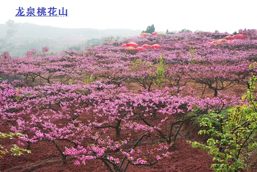 yh533388银河集团成都第三分公司成立 yh533388银河集团成都第三分公司成立