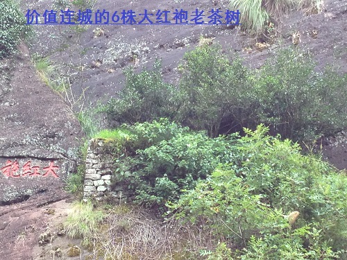 彭祖 · 武夷山 彭祖 · 武夷山