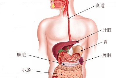 女性患者激增!“胰脏”疾病的7大危险症状 女性患者激增!“胰脏”疾病的7大危险症状