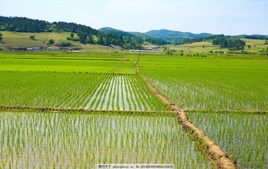 水稻田被损坏和征收分别怎么补偿? 水稻田被损坏和征收分别怎么补偿?