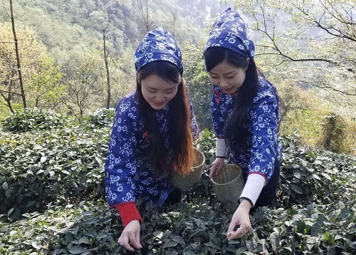 道和远大集团开展“茶文化”旅游实践活动 道和远大集团开展“茶文化”旅游实践活动