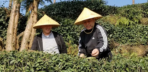 道和远大集团开展“茶文化”旅游实践活动 道和远大集团开展“茶文化”旅游实践活动