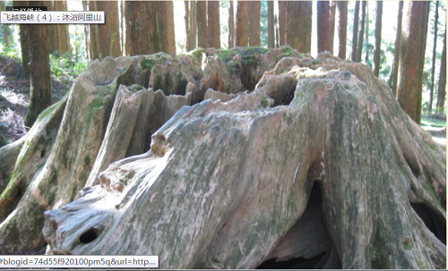 飞越海峡(4):沐浴阿里山 飞越海峡(4):沐浴阿里山
