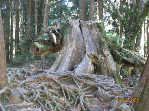 飞越海峡(4):沐浴阿里山 飞越海峡(4):沐浴阿里山