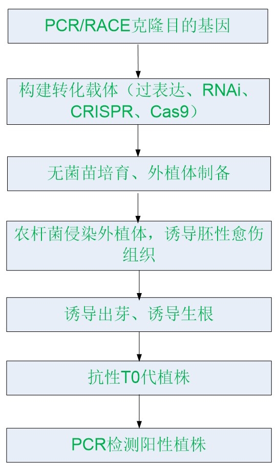 甘蓝遗传转化服务