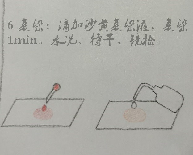 微生物檢驗中常用的染色方法介紹