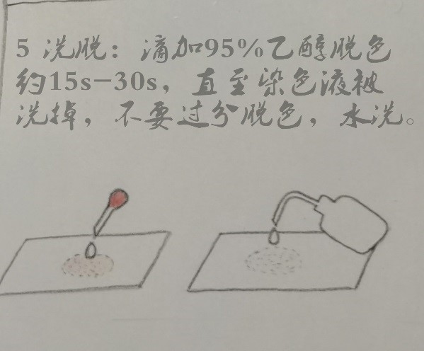 微生物檢驗中常用的染色方法介紹