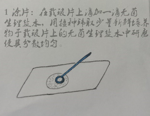 微生物檢驗中常用的染色方法介紹