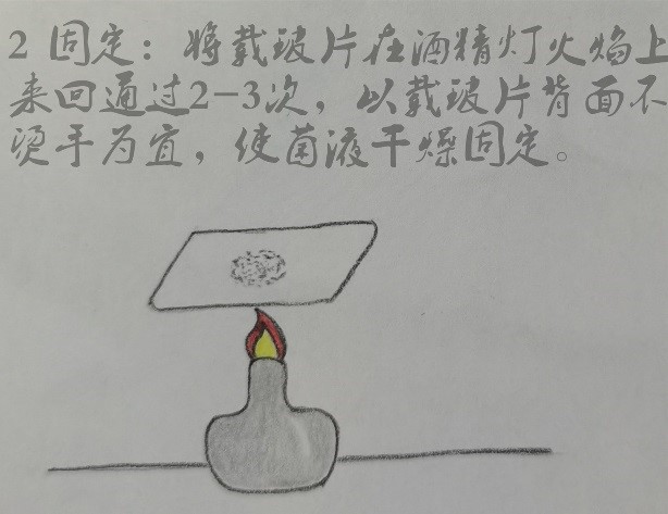 微生物檢驗中常用的染色方法介紹
