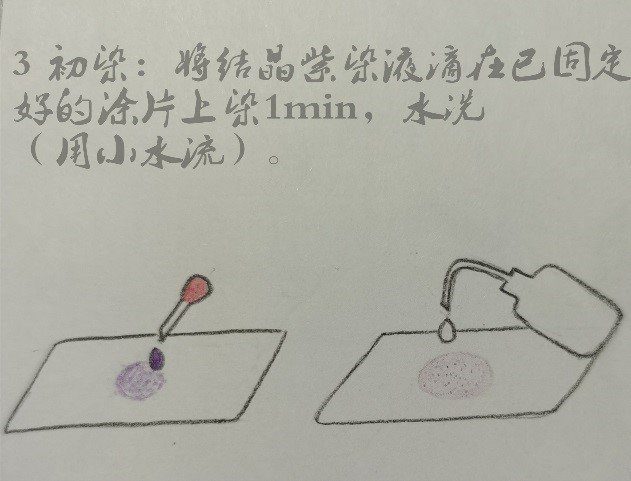 微生物檢驗中常用的染色方法介紹