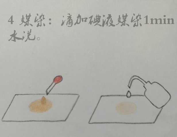 微生物檢驗中常用的染色方法介紹