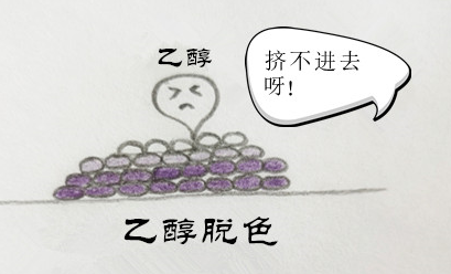 微生物檢驗中常用的染色方法介紹