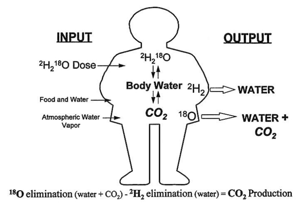 应用ABB LGR分析仪与双标水法(Doubly-Labeled Water Method)显著地促进人体能量消耗的评估