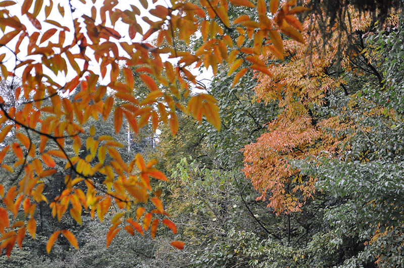 蒙顶山一日游(2014年11月22日) 蒙顶山一日游(2014年11月22日)