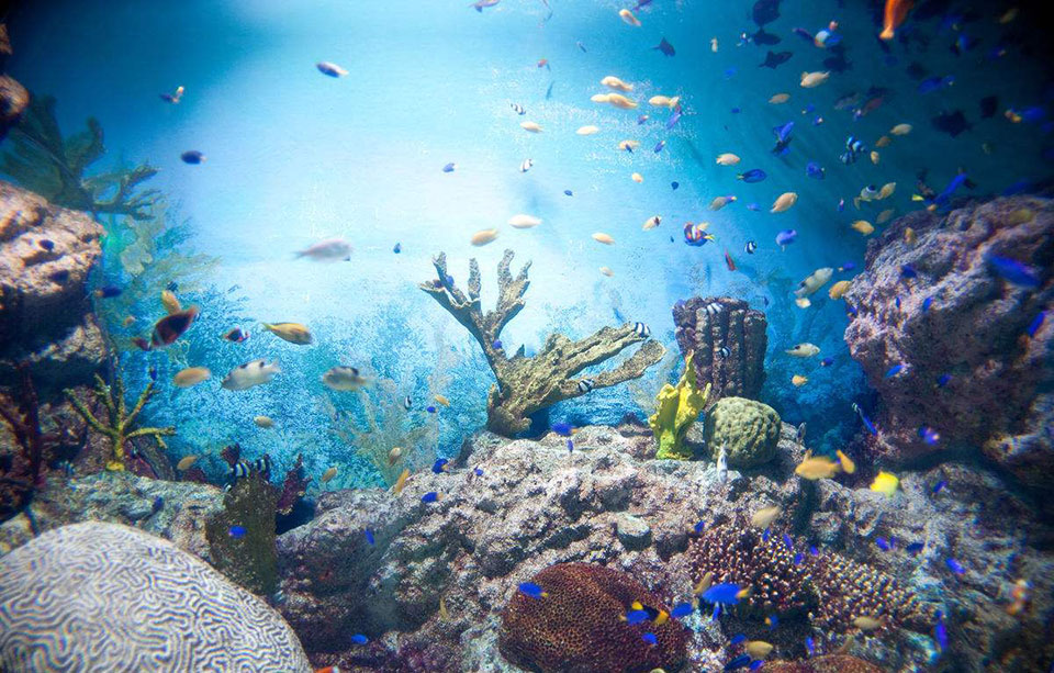 海洋馆工程