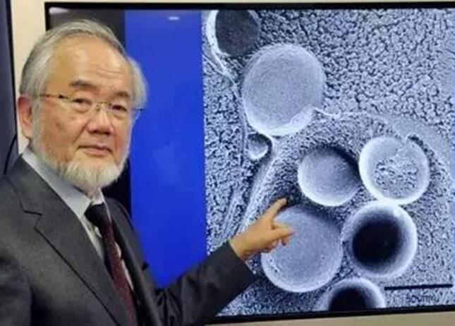 日本再添一座诺贝尔奖,免疫疗法将成癌症治疗利剑! 日本再添一座诺贝尔奖,免疫疗法将成癌症治疗利剑!