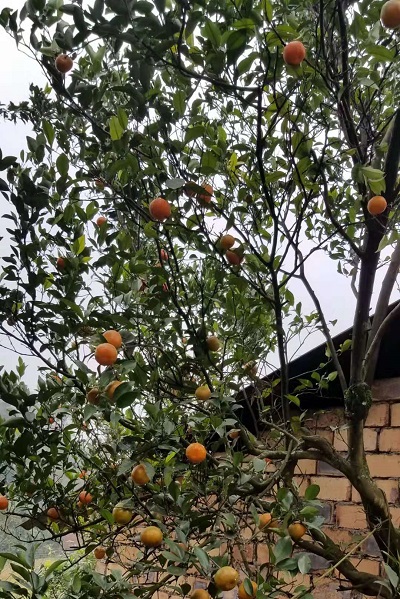 班長家的“刨湯” 班長家的“刨湯”