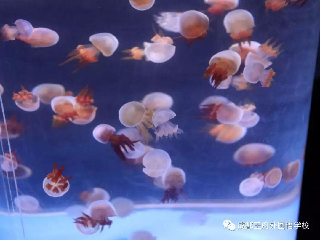 探究生命奥秘，描绘童年色彩——记成都王府2019秋季研学（一）