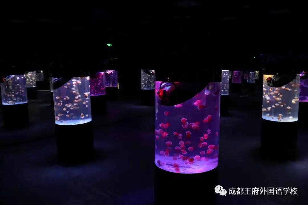探究生命奥秘，描绘童年色彩——记成都王府2019秋季研学（一）