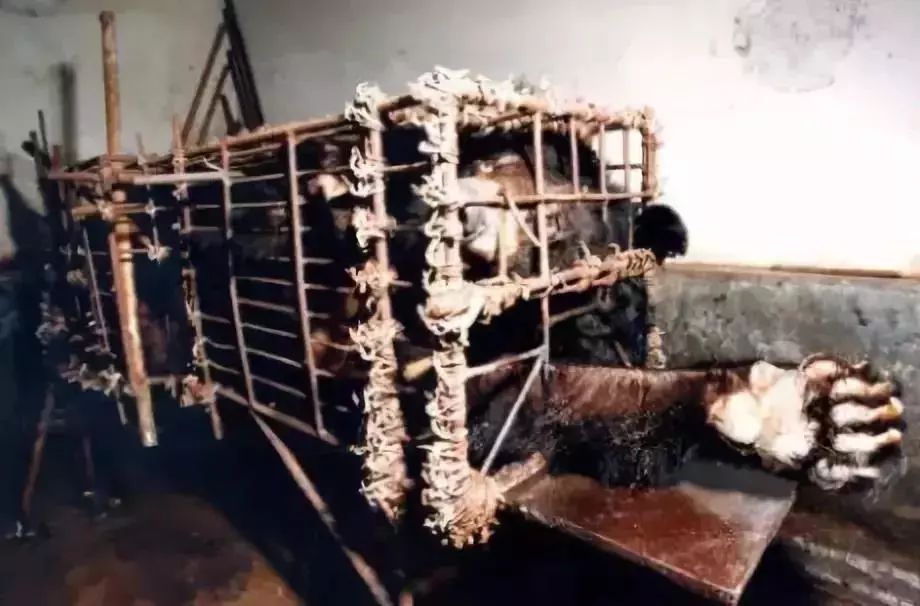 中国疫情刚好转,另一场危及70亿人生命的灾难还在发生… 中国疫情刚好转,另一场危及70亿人生命的灾难还在发生…
