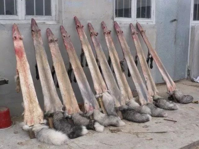 中国疫情刚好转,另一场危及70亿人生命的灾难还在发生… 中国疫情刚好转,另一场危及70亿人生命的灾难还在发生…