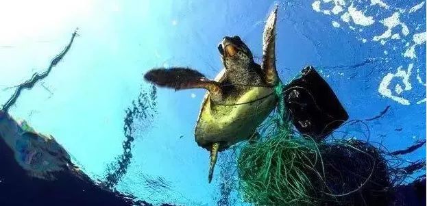 中国疫情刚好转,另一场危及70亿人生命的灾难还在发生… 中国疫情刚好转,另一场危及70亿人生命的灾难还在发生…