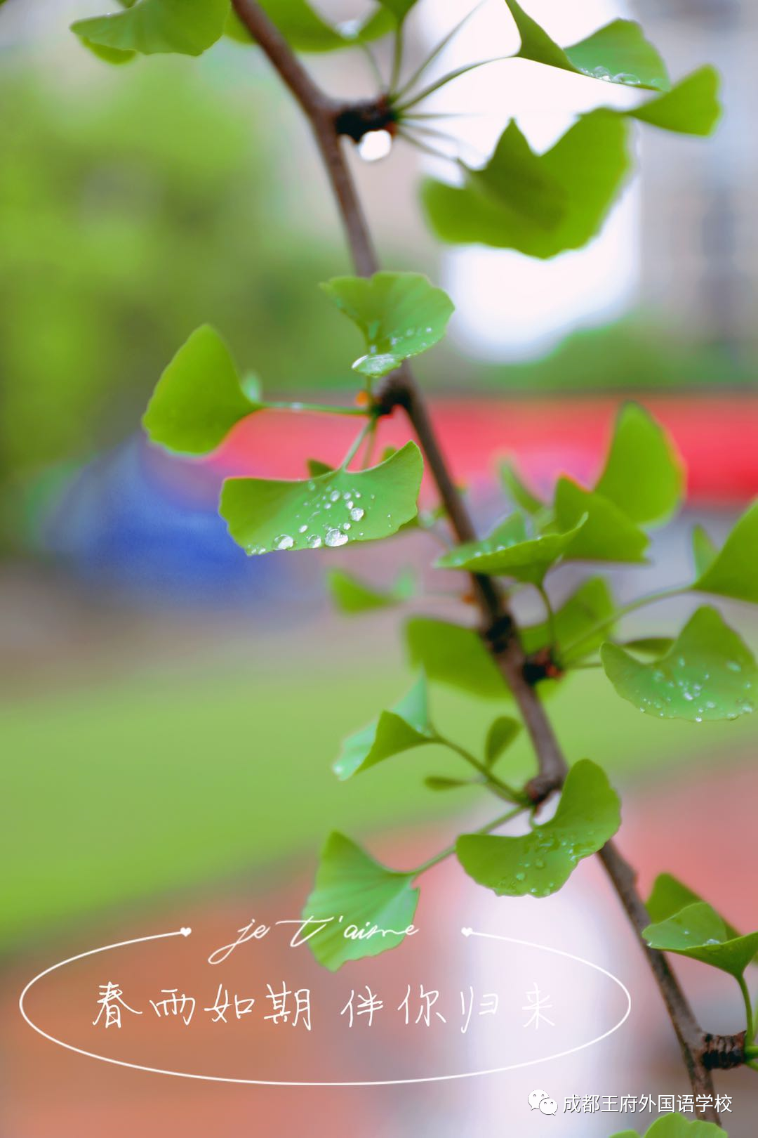 春雨如期 伴你归来|成都王府外国语学校初二年级顺利返校