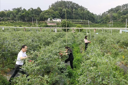 沧海变桑田 河滩成果园 沧海变桑田 河滩成果园
